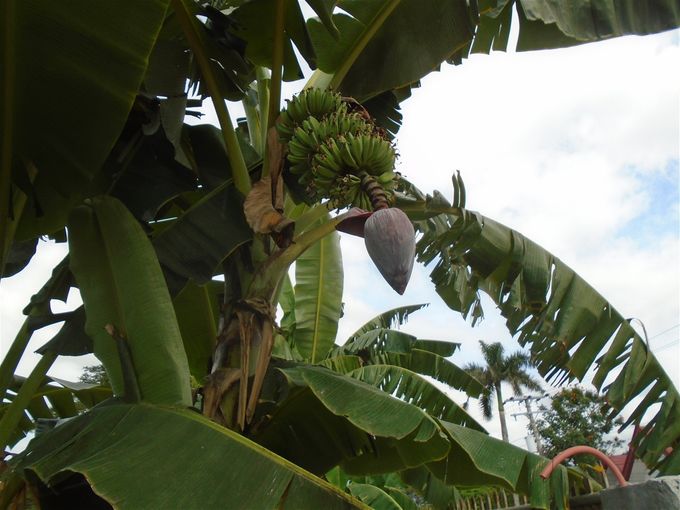 One of the banana trees. What is that huge bulbous thing?