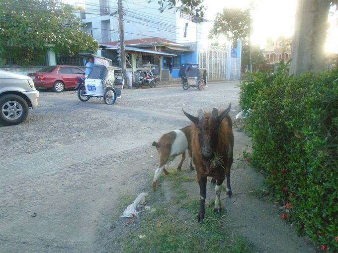 Too many English teacher words above, I know. Admire for a moment this neighborhood goat.
