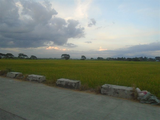 One of the rice fields on my way to the duplex.