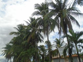 Of the 20-odd species of palm in the Philippines, the coconut palm is by far the most common.