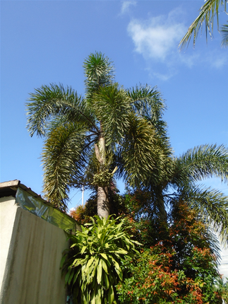 Can't find the identity of this palm: there are plenty of these, too, in Cabagan!